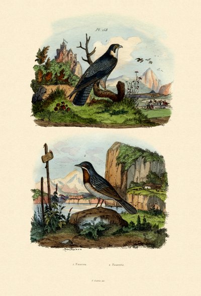 Falcon by French School